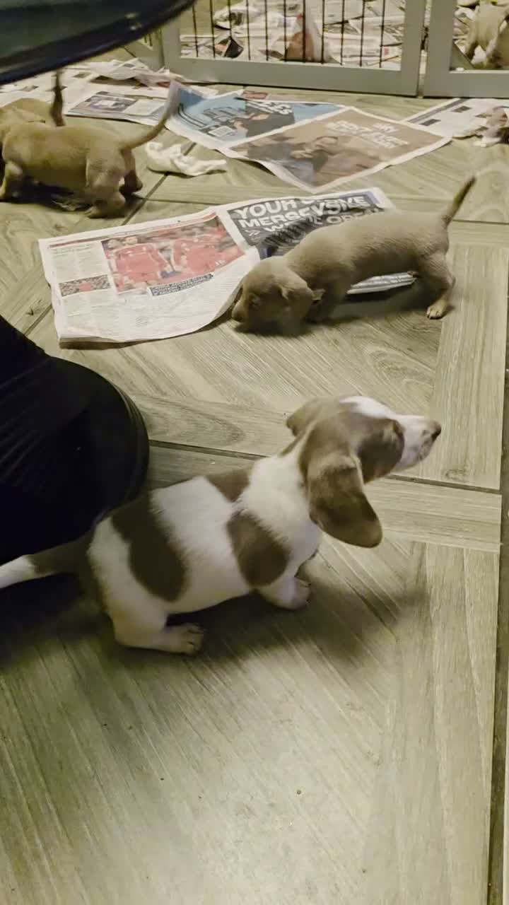 Dachshund dogs for sale: Cheeky Mini daschunds babies - Video 4