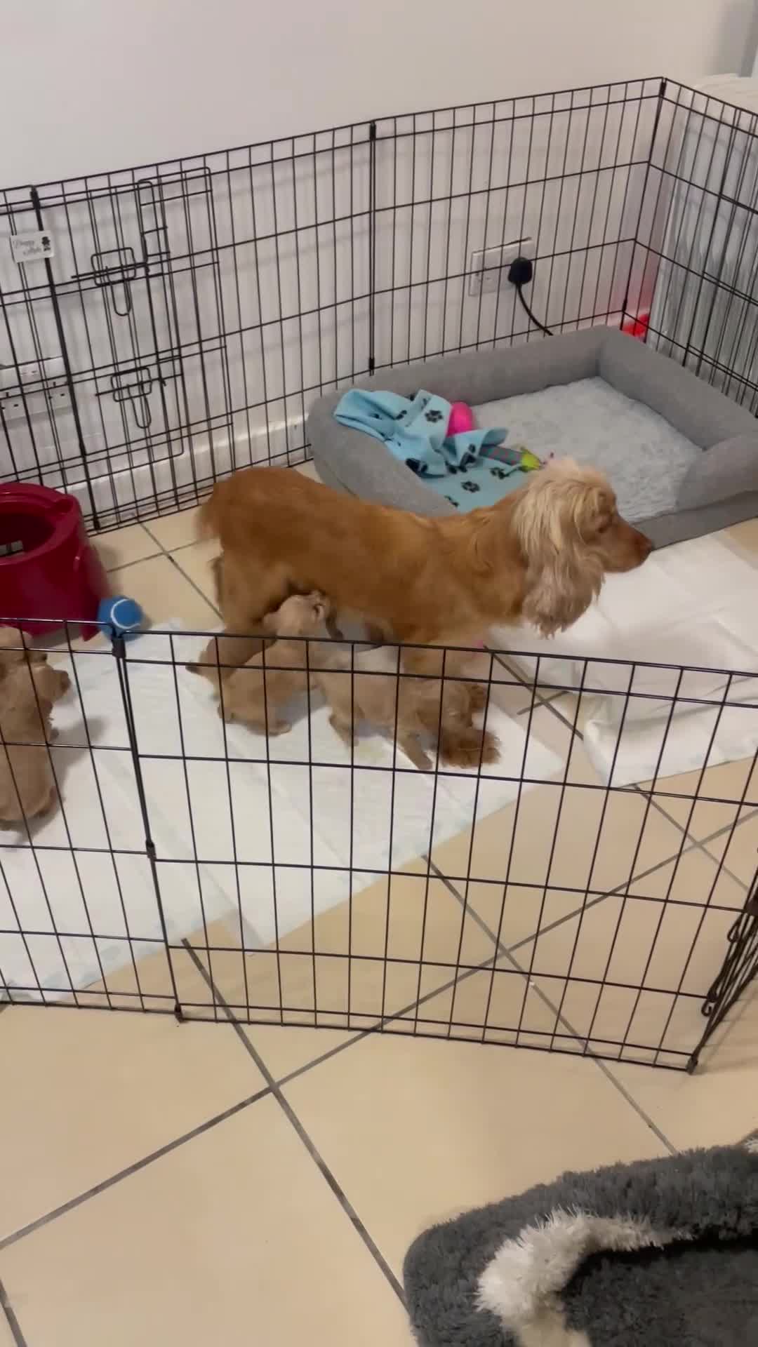 Cockapoo dogs for sale: Beautiful pra clear cockapoo puppy’s  - Video 1