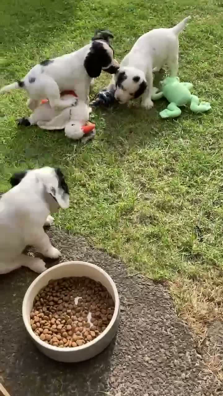 Cocker Spaniel dogs for sale: Cocker Spaniel Pups, Working Type, KC Reg - Video 4