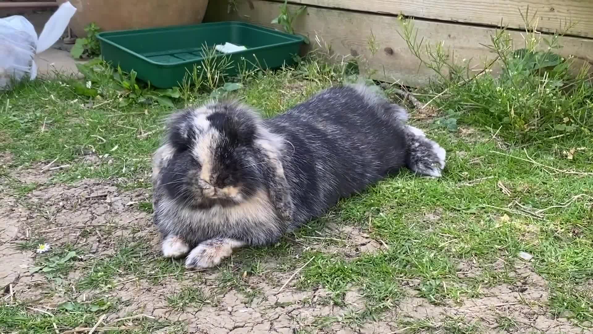 Lionhead rabbits for sale: Super playful Lionlop  - Video 1