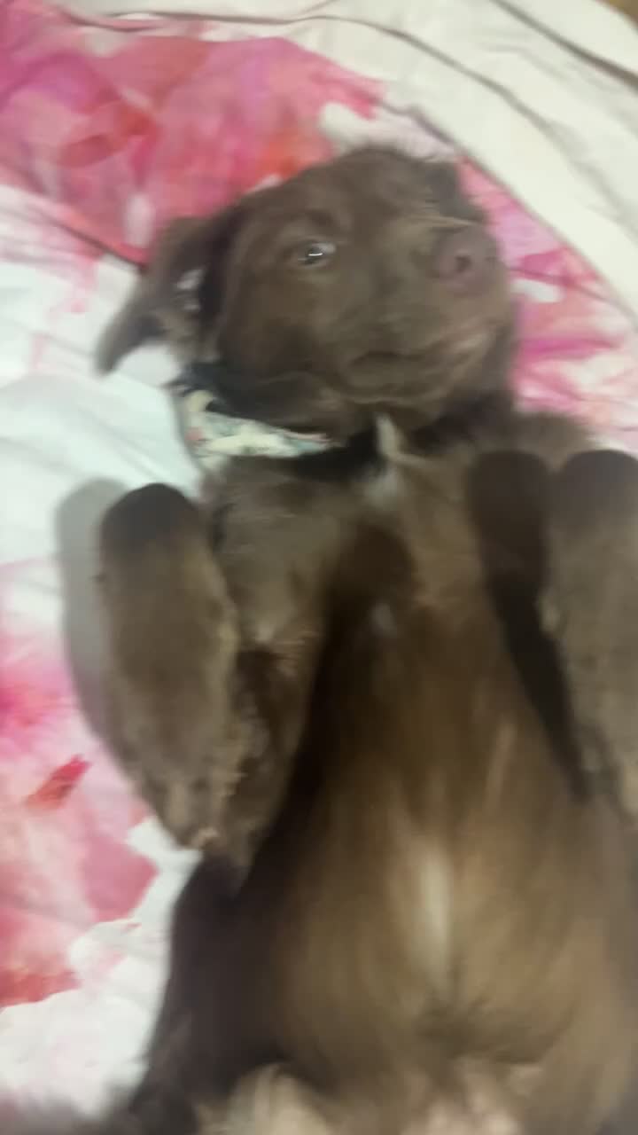 Mixed Breed dogs for sale: Bear 🐻  - Video 1