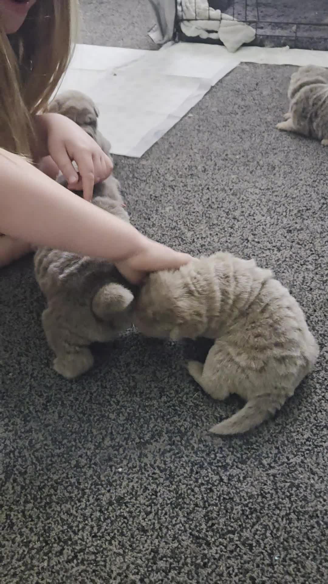 Shar Pei dogs for sale: 5 Shar peis in Hull - Video 3
