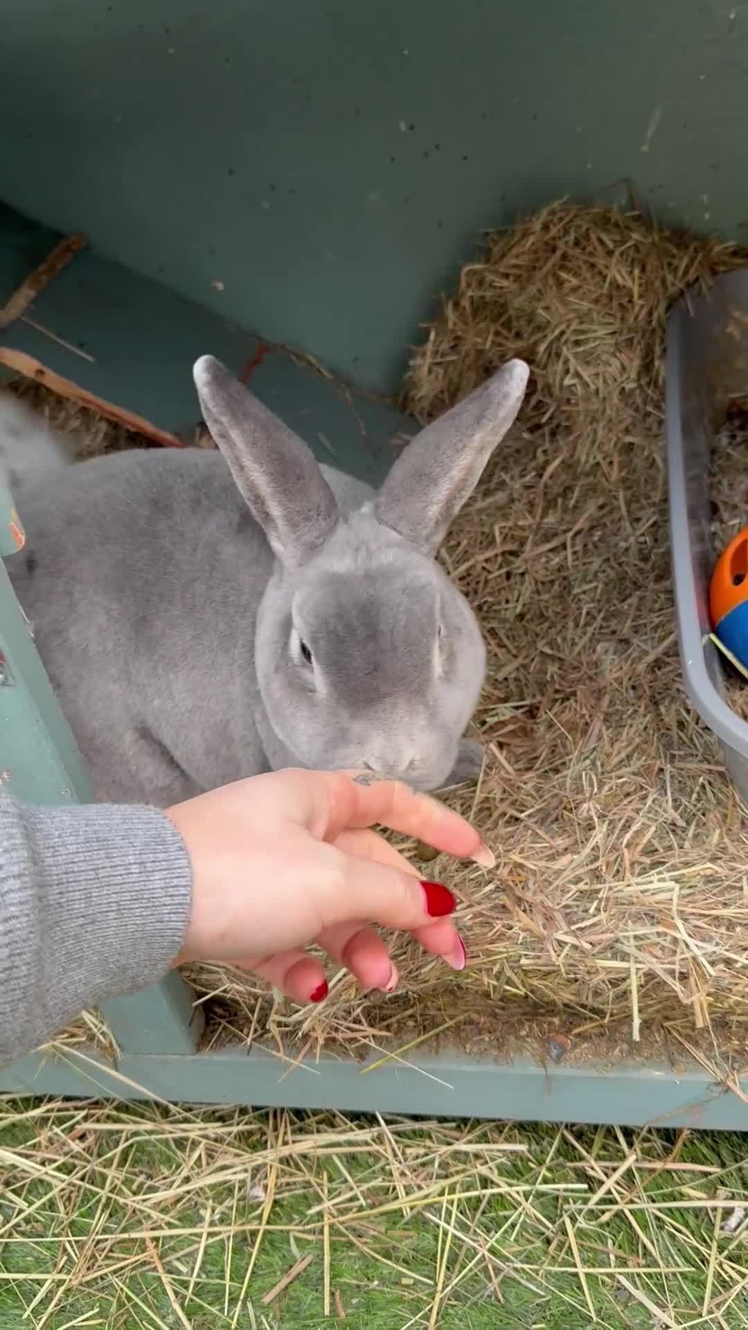 Mixed Breed rabbits for sale: Male and female neutered rabbits - Video 1