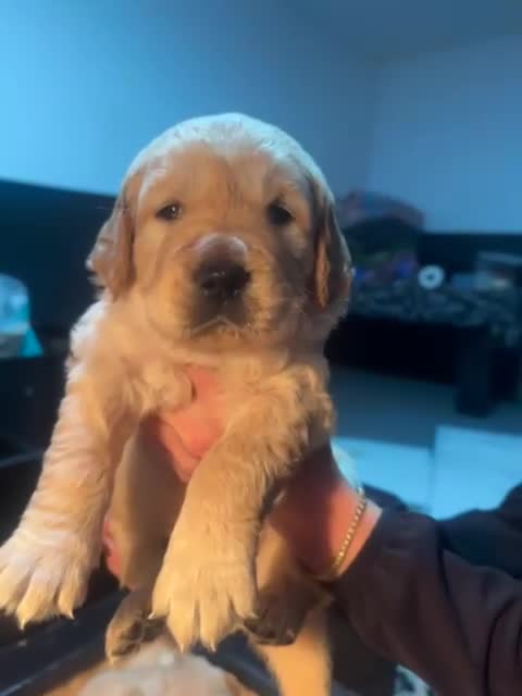 Golden Retriever dogs for sale: Golden Retriever puppies  - Video 4