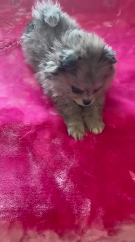 Pomeranian dogs for sale:  Adorable Pomeranian Puppies Merle, Sable & Black - Video 3