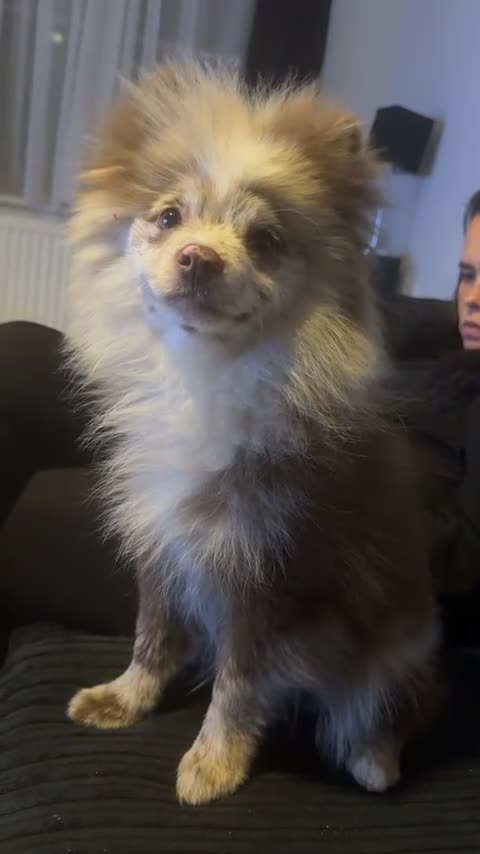 Pomeranian dogs for sale: Merle Pomeranian puppy - Video 1