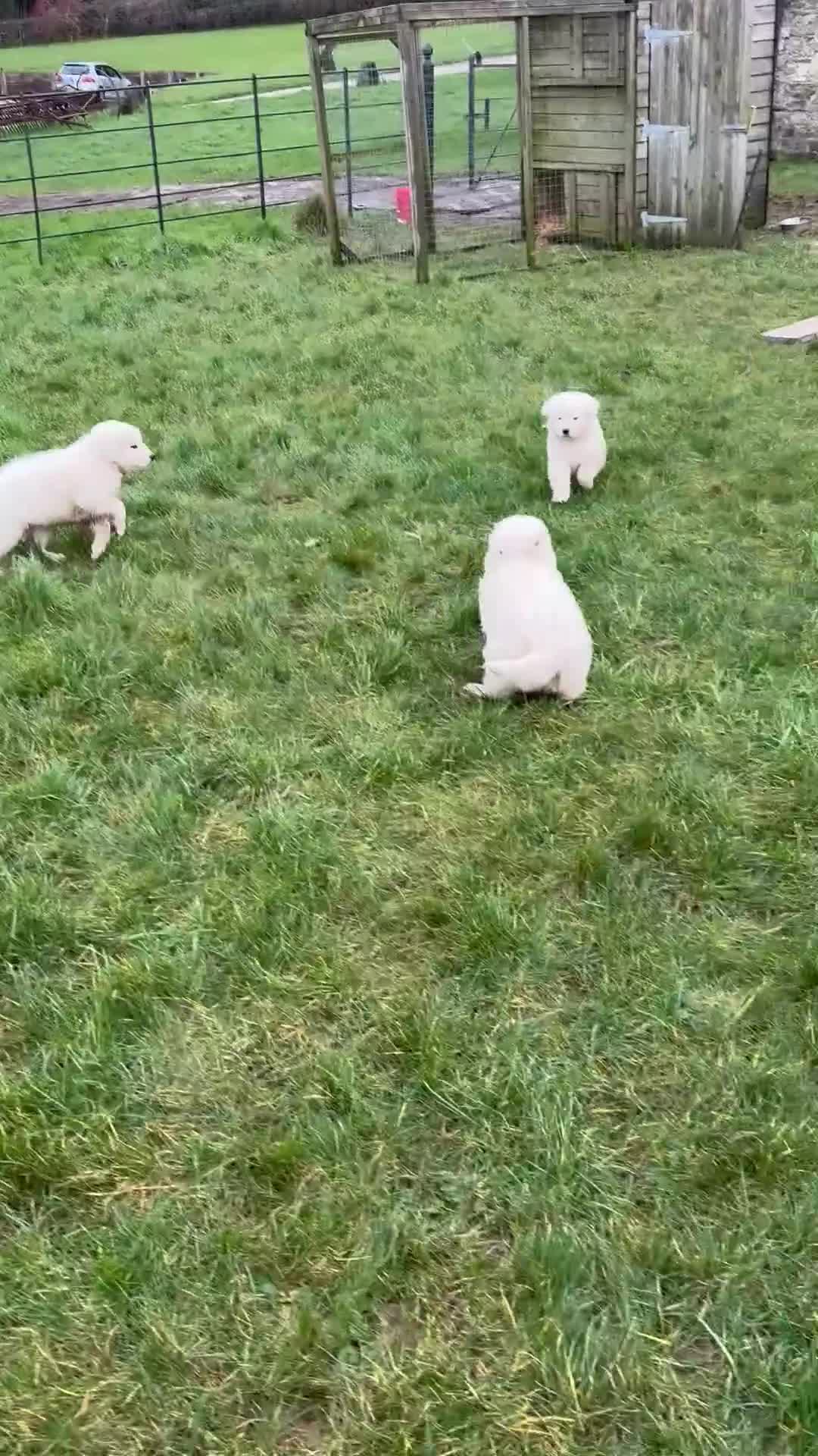 Maremma Sheepdog dogs for sale: Maremma sheepdog puppies - Video 1