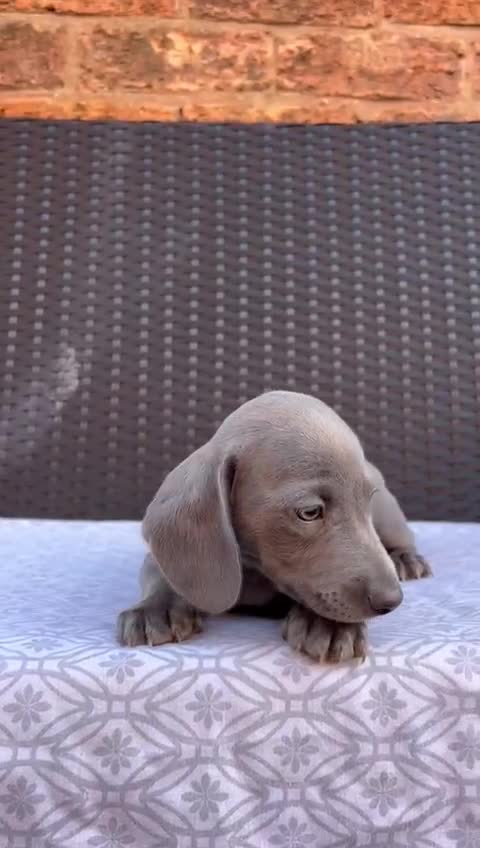 Miniature Dachshund dogs for stud: Blue KC Registered Miniature Daschund STUD in London - Video 3