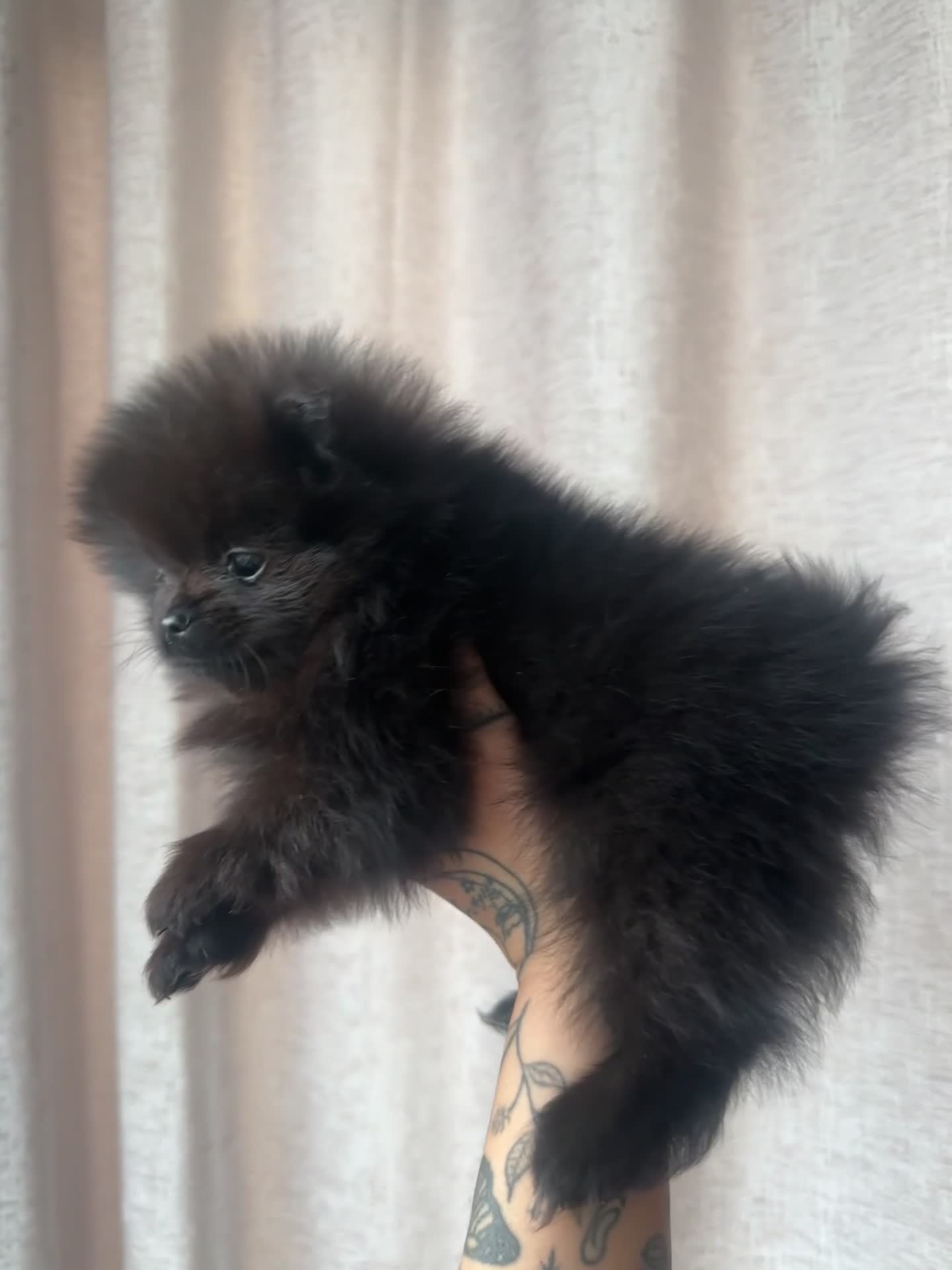 Pomeranian dogs for sale: READY TO GO🩵🐻2 stunning KC Pomeranian puppies🐻 - Video 2