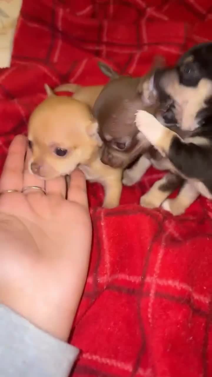 Chihuahua dogs for sale: Chihuahua fór sale Also puppies fór sale 1month1dy - Video 3