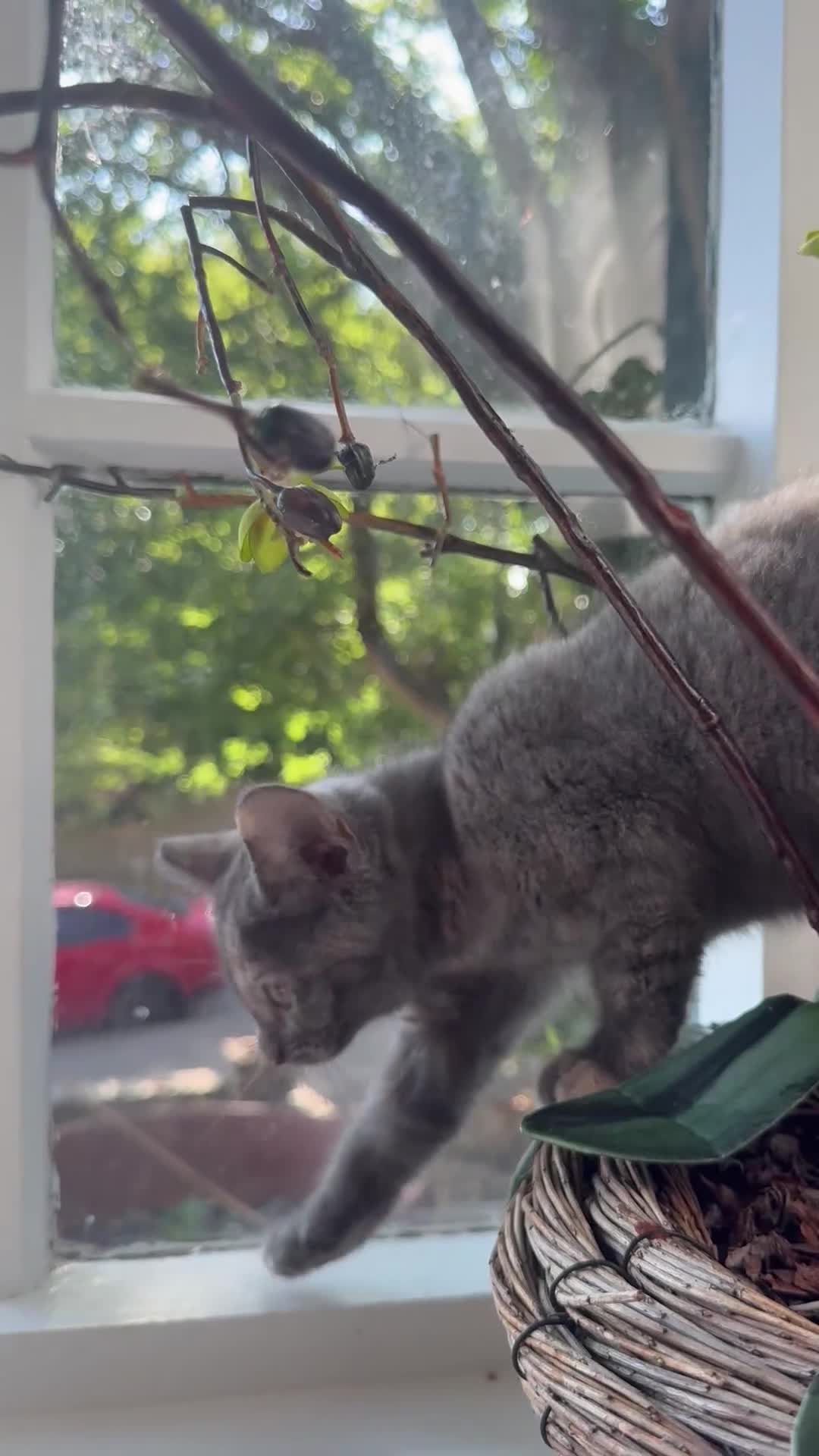 Mixed Breed cats for sale: russian blue mix breed - Video 1