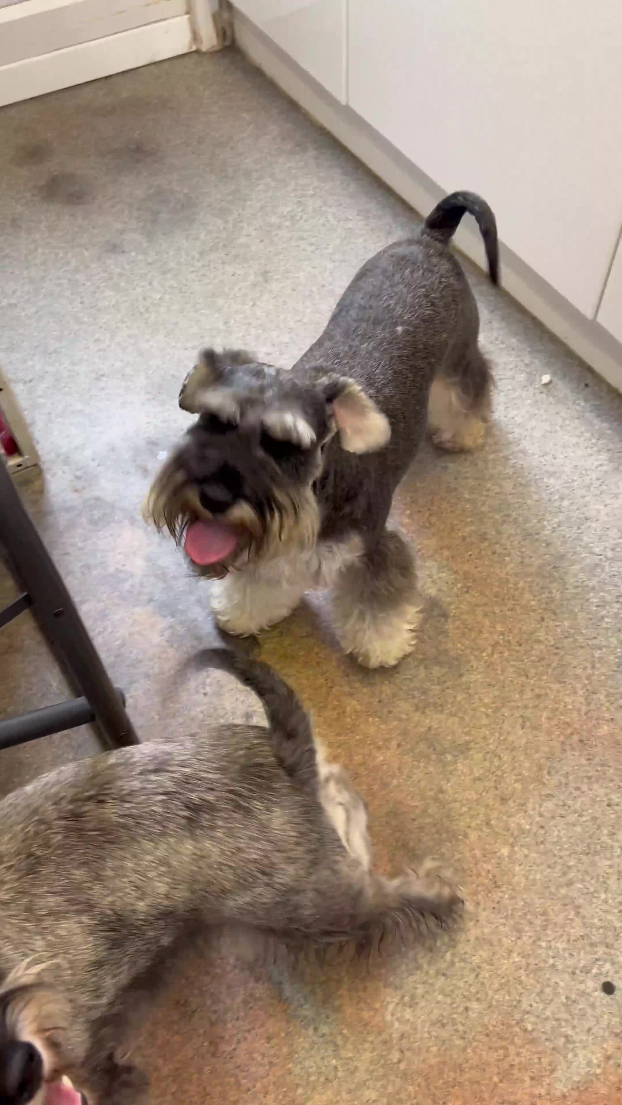 Miniature Schnauzer dogs for sale: Stunning Miniature Schnauzer Puppies - Video 1