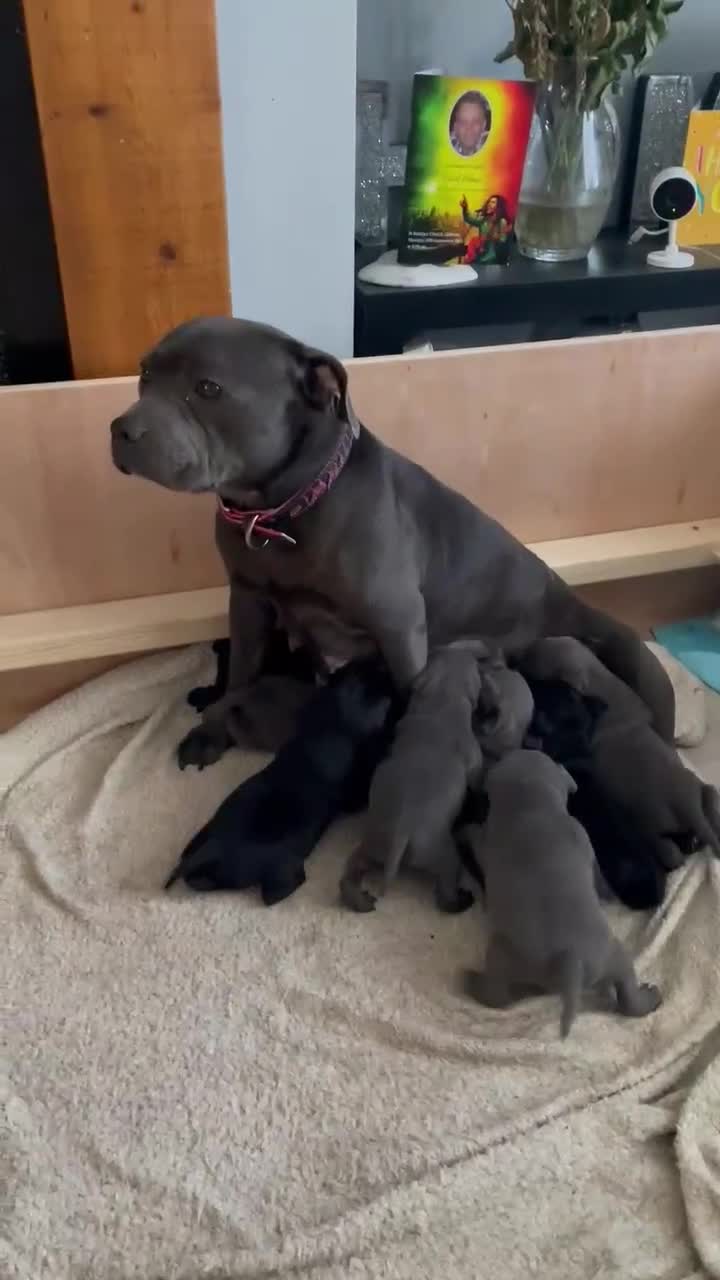 Staffordshire Bull Terrier dogs for sale: Chunky Staffy puppies excellent bloodline - Video 2