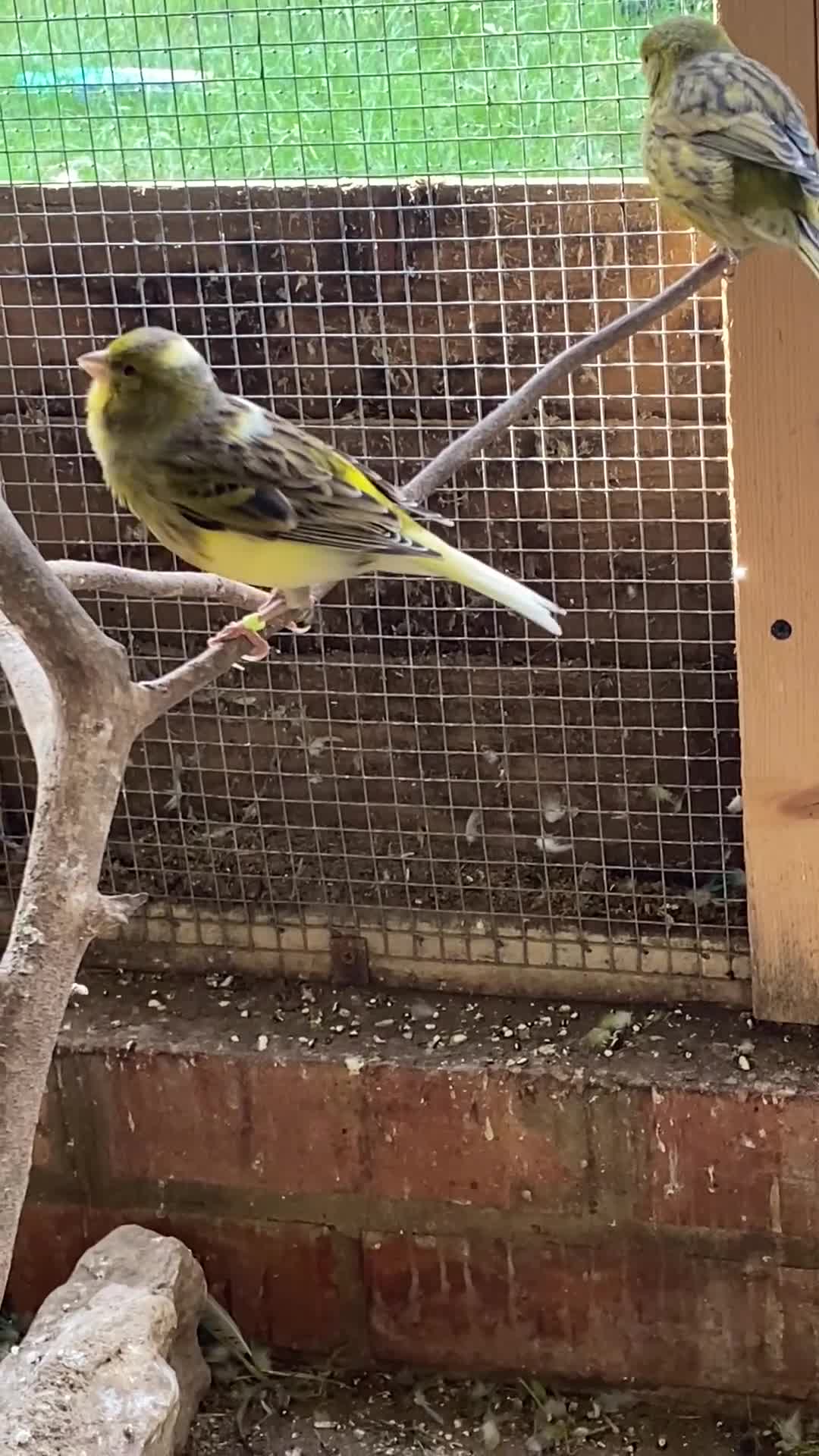 Canaries birds for sale: Beautiful Canaries Looking For A New Home in Ipswich - Video 2