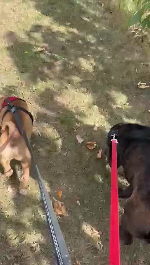Shar Pei dogs for sale: Youxia Shar pei - Video 1