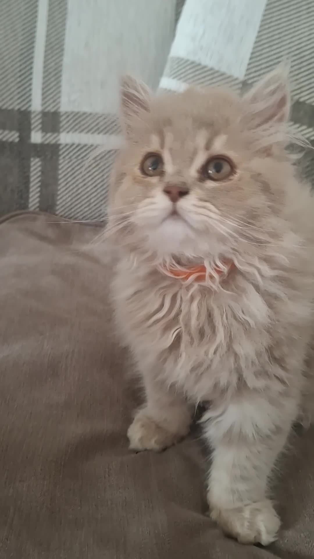 British Longhair cats for sale: Pure British Long Haired Kittwens for sale. - Video 3