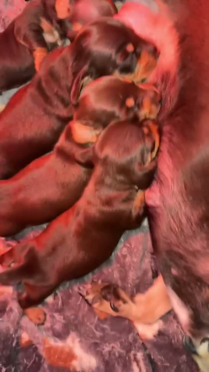 Miniature Dachshund dogs for stud: Extensively health tested, KC Reg, well proven - Video 1