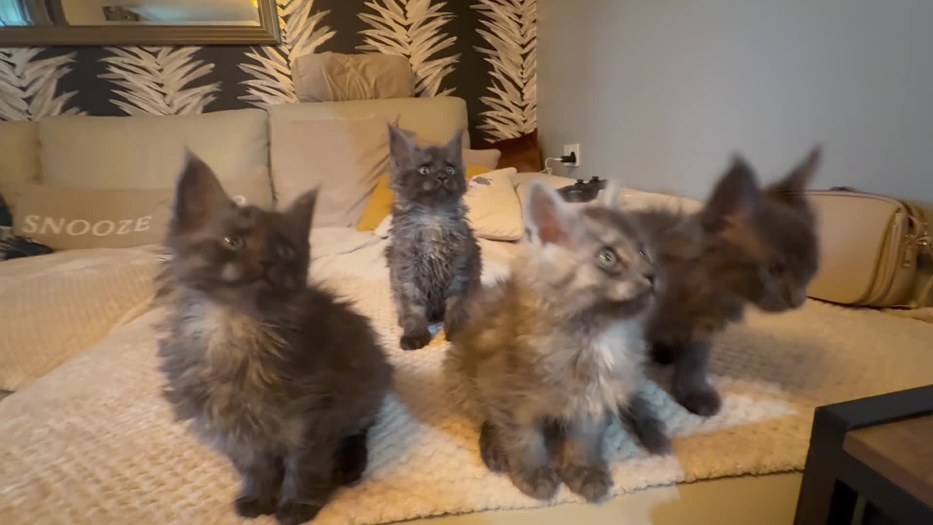 Maine Coon cats for sale: 👑TICA reg, Chunky Smoke Maine coon babies  - Video 1