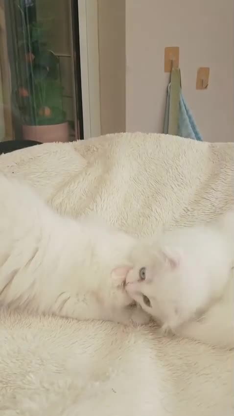 Scottish Fold cats for sale: Scottish folds with hearts of gold - Video 1