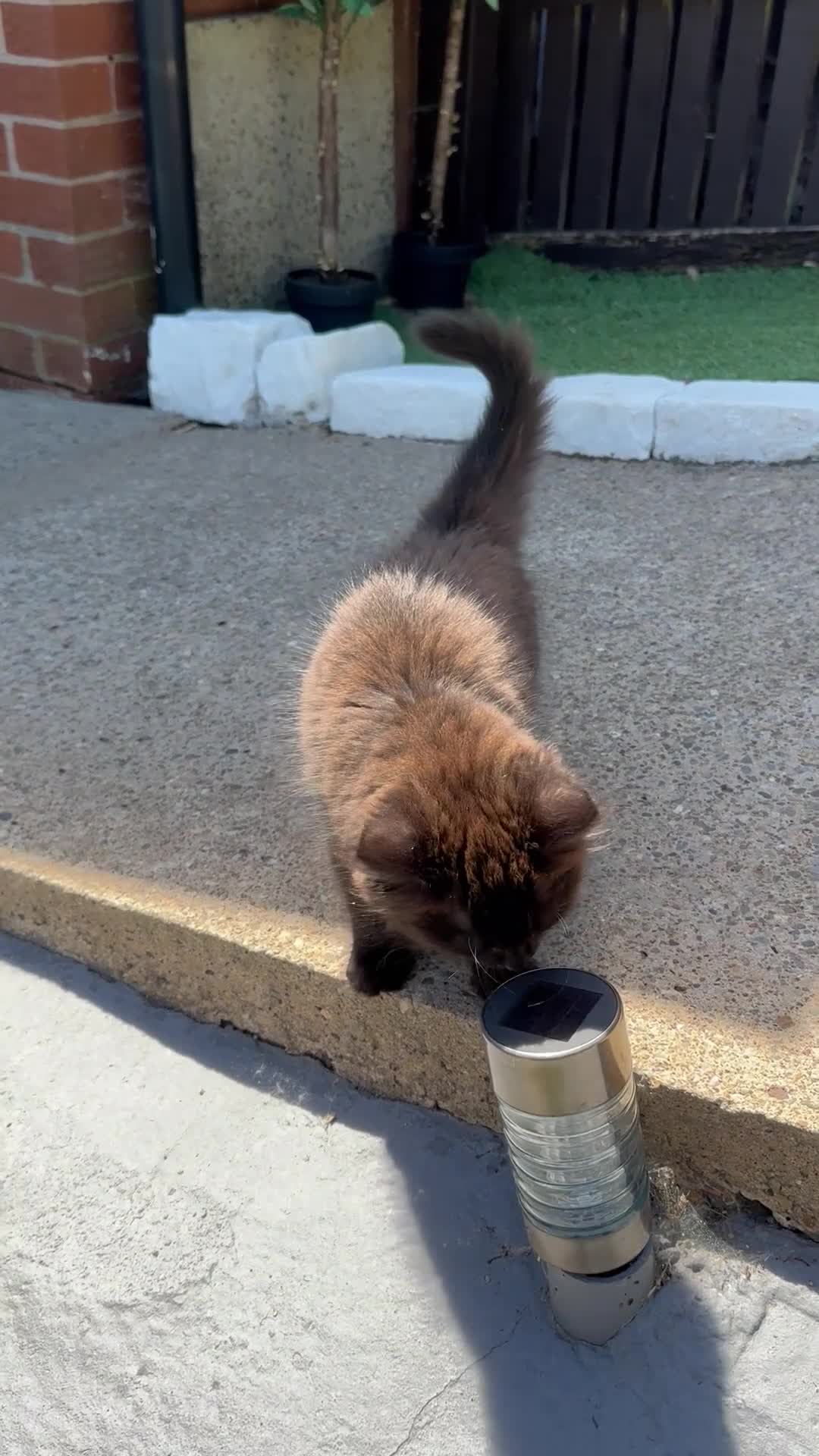 Mixed Breed cats for sale: Siberian x Ragdoll Kitten  - Video 3