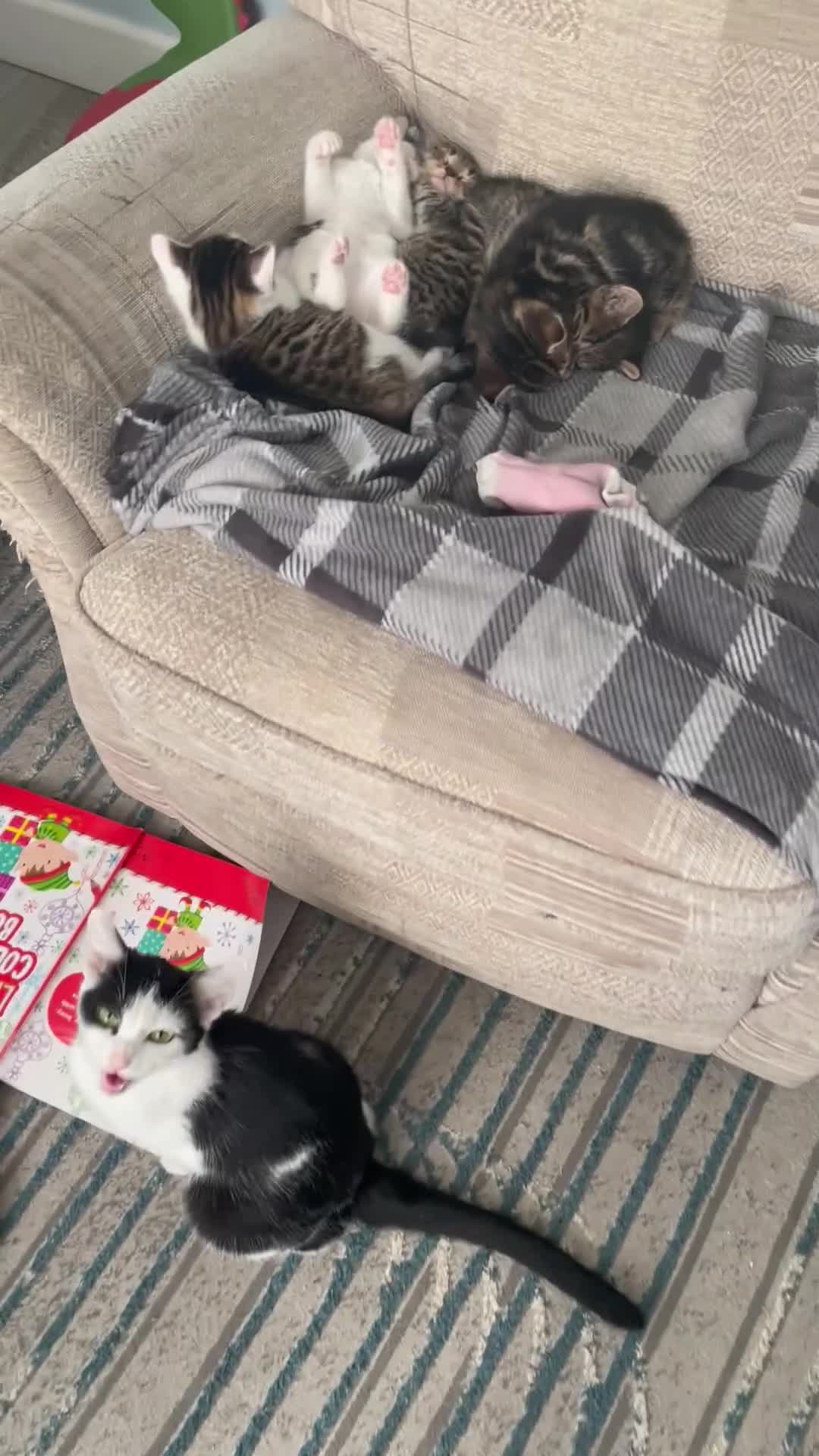 Mixed Breed cats for sale: 5 Fluffy furs to find new lovely houses  - Video 1