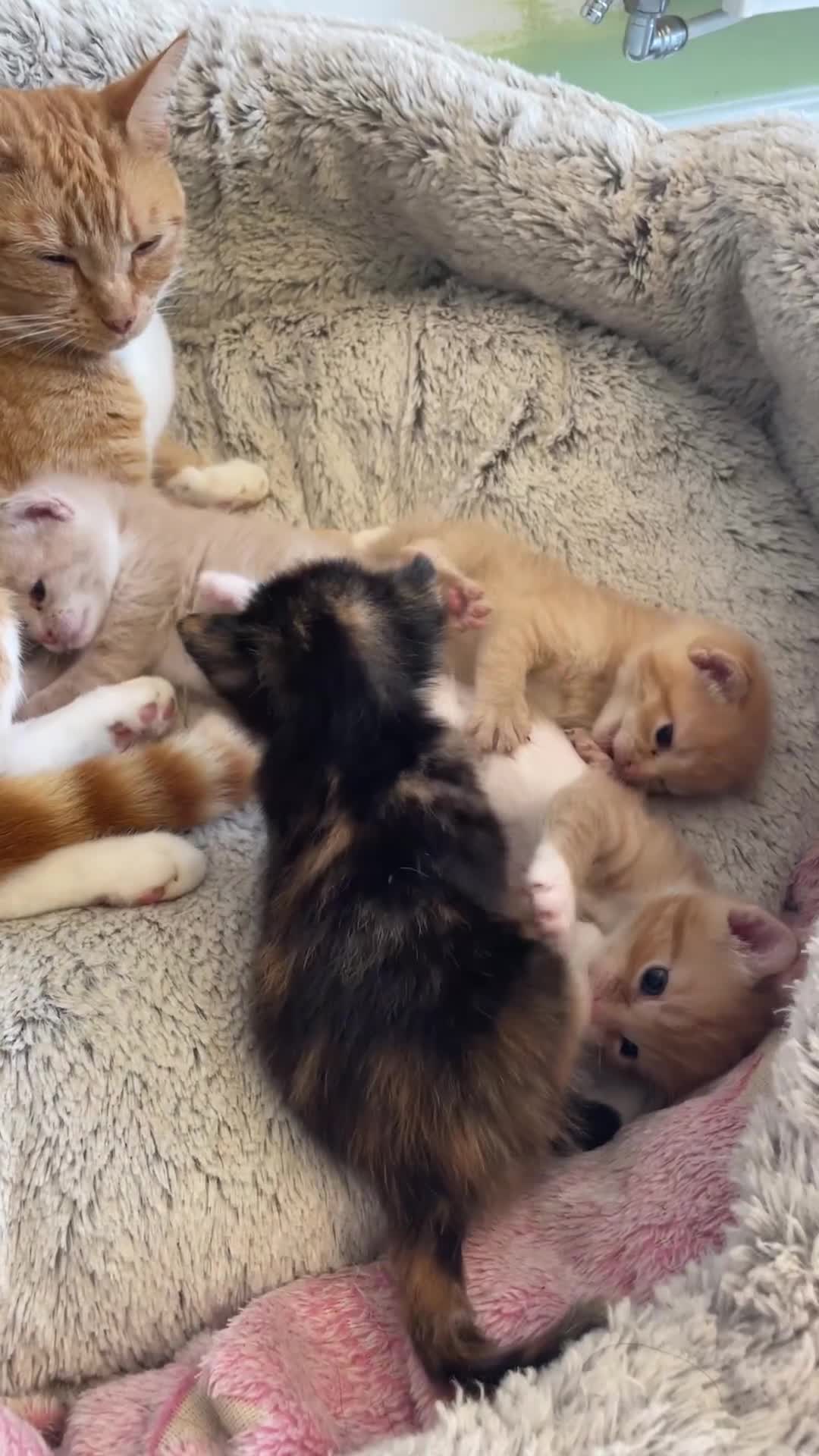 Mixed Breed cats for sale: British mixed breed - Video 1