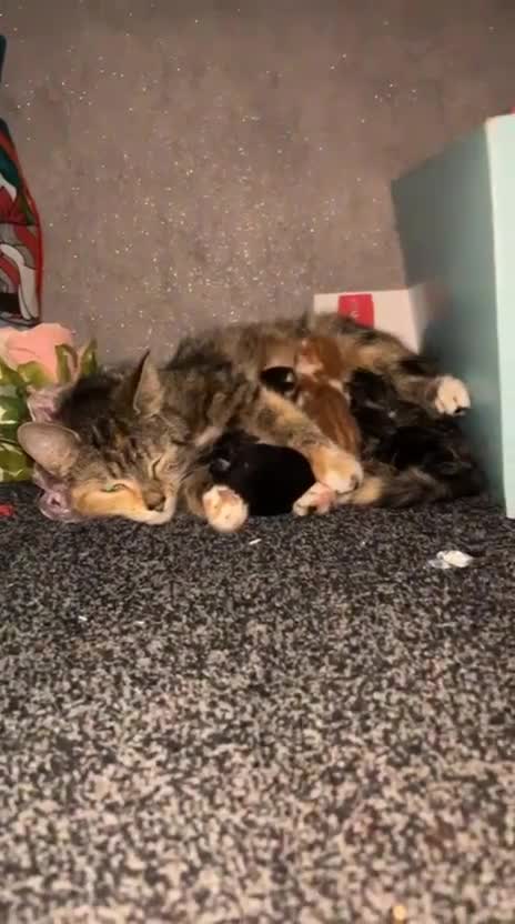 Mixed Breed cats for sale: Kittens - Video 2