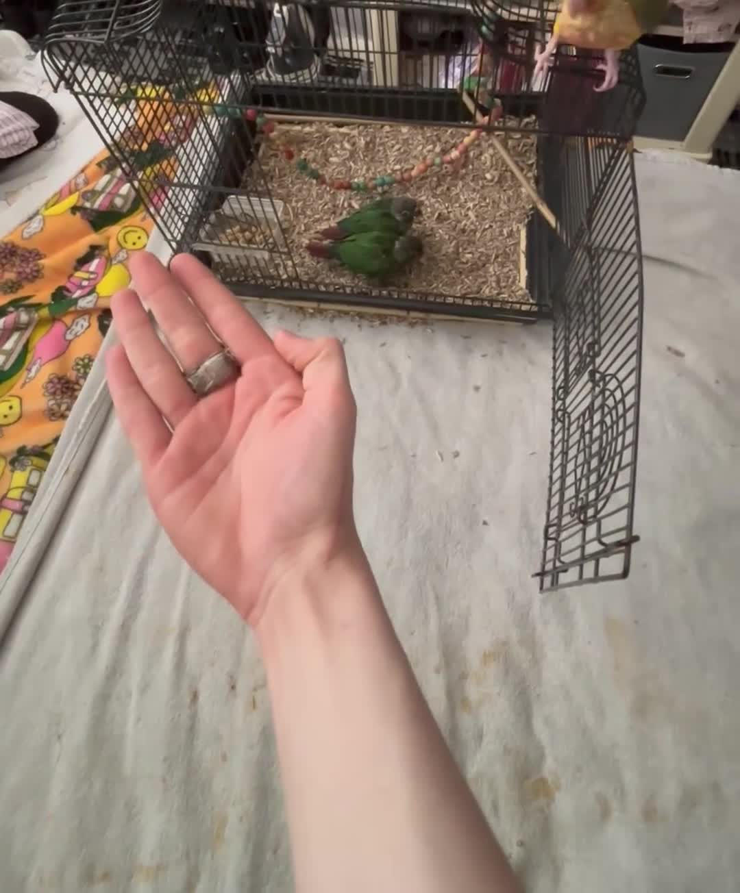 Conures birds for sale: Hand tamed pineapple green cheeked Conures’s in South Shields - Video 1