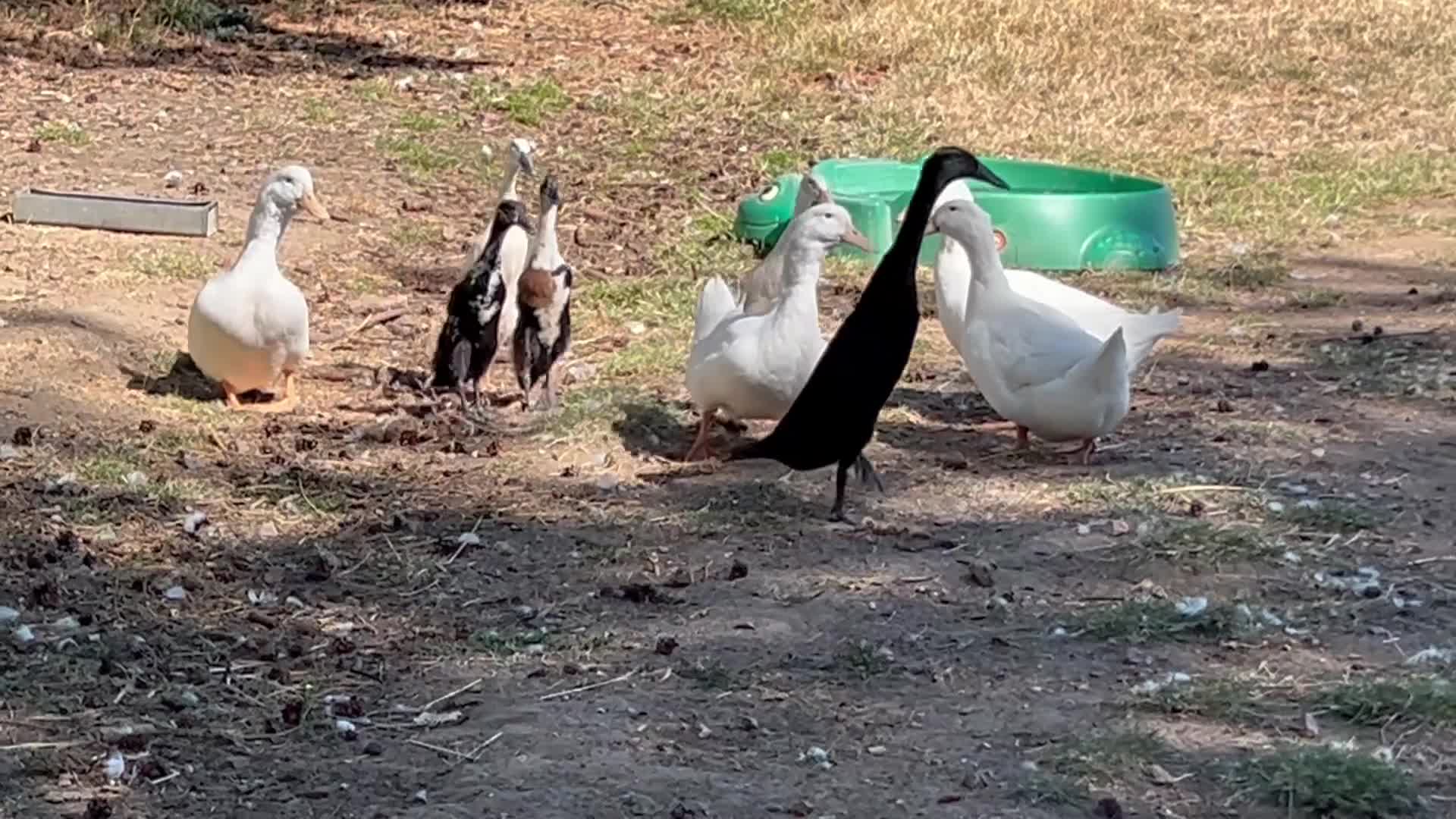 Ducks poultry for sale: FEMALE DUCKS / pair of runners - Video 1