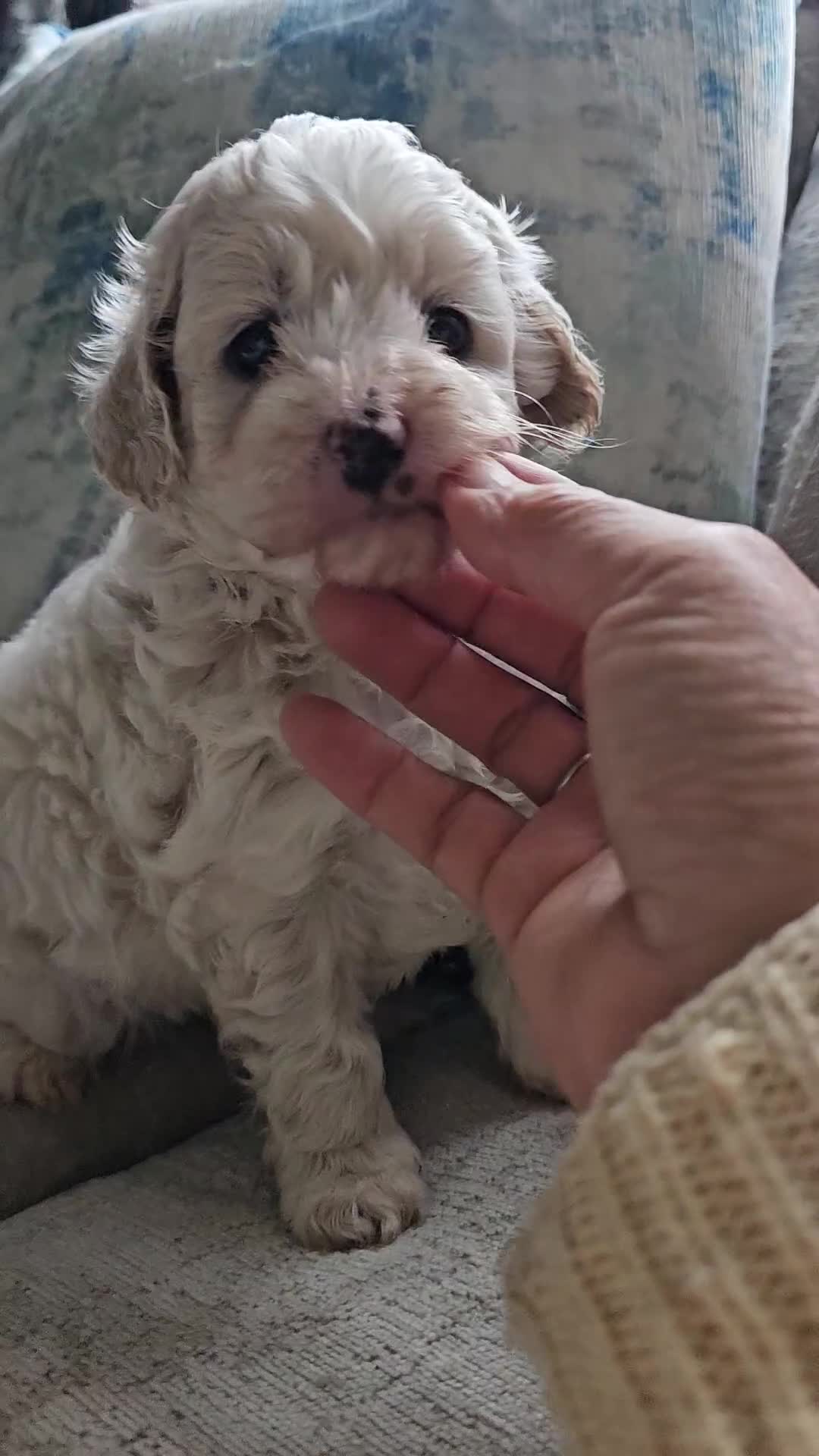 Mixed Breed dogs for sale: Maltipoo f2 very friendly - Video 4