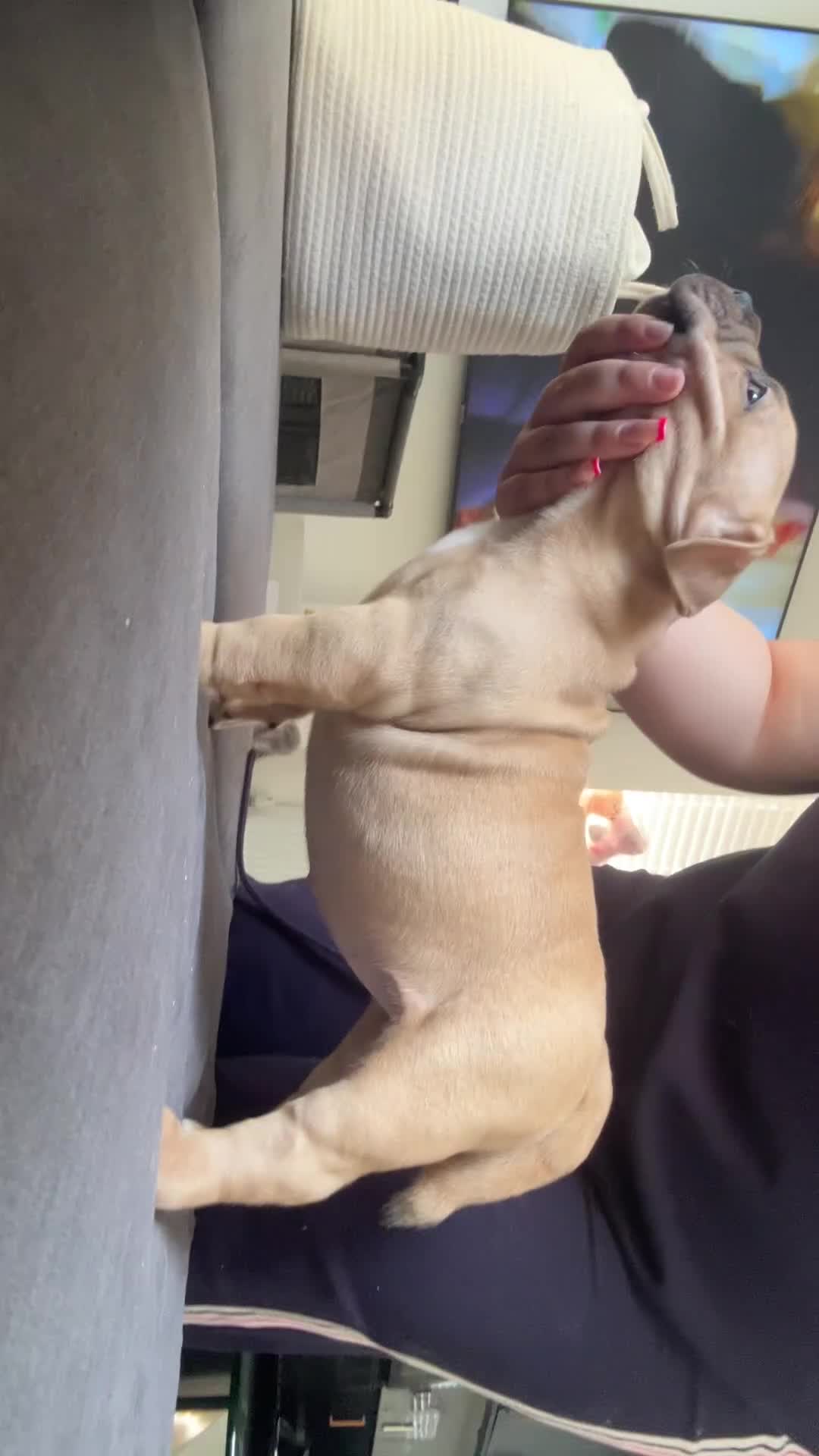 American Bully dogs for sale: LAST GIRL *REDUCED* - Video 1