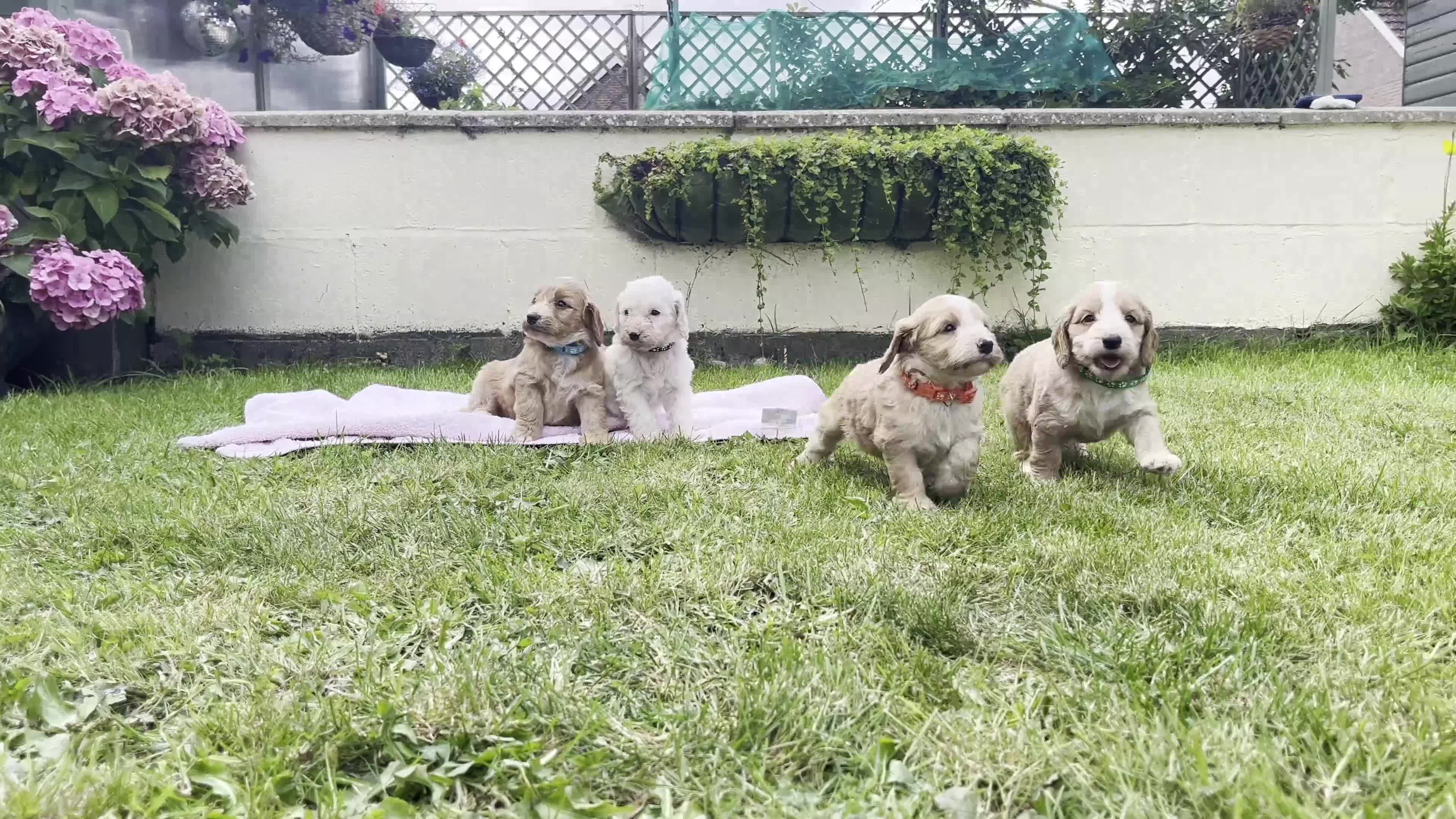 Cockapoo dogs for sale: Cockapoo puppies  - Video 2