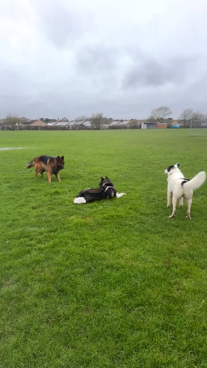 German Shepherd dogs for stud: Stud Available – Long-Haired German Shepherd - Video 1