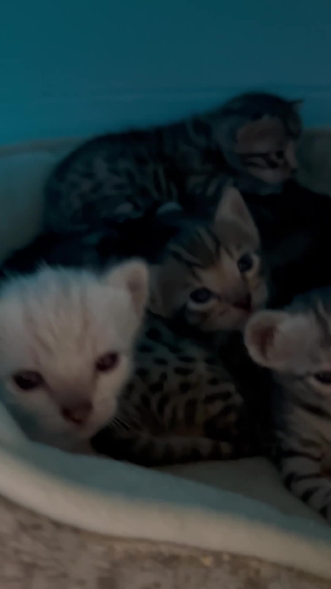 Bengal cats for sale: Adorable Bengal kittens  - Video 1
