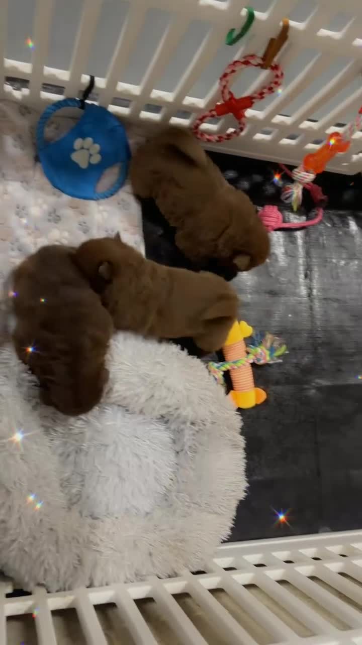 Mixed Breed dogs for sale: Chow chow cross puppies - Video 2