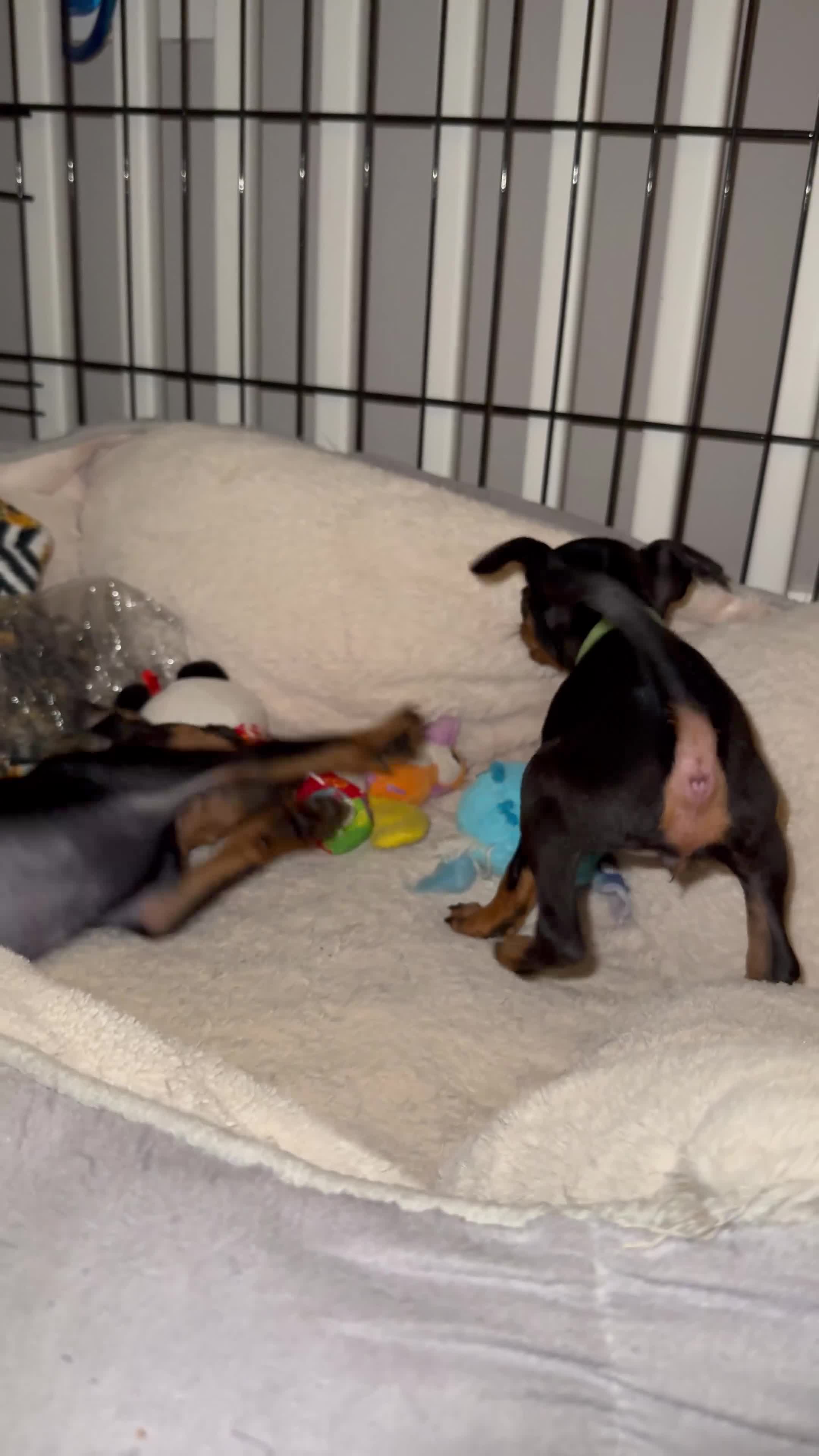 Miniature Pinscher dogs for sale: Not KC Reg Miniature Pincher Girl - Video 1