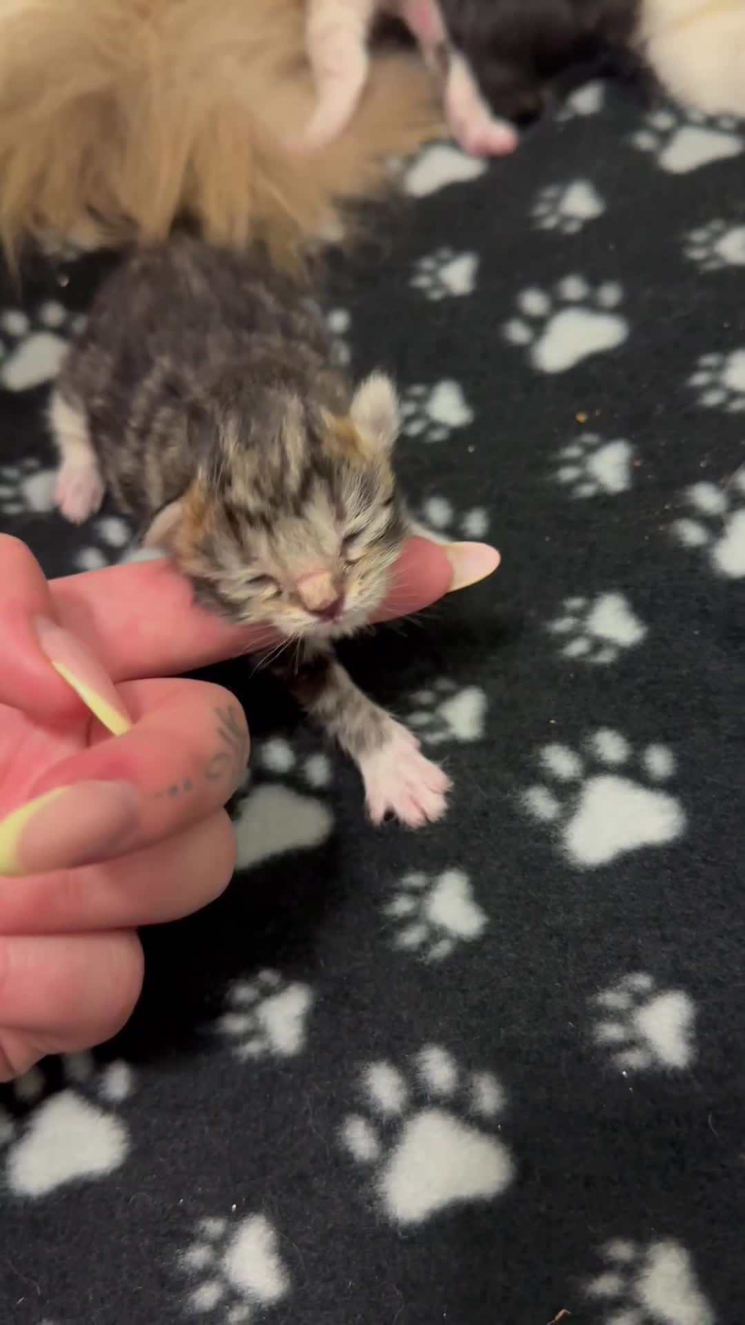 Ragdoll cats for sale: Ragdoll cross (mother is the ragdoll) kittens £350 - Video 1