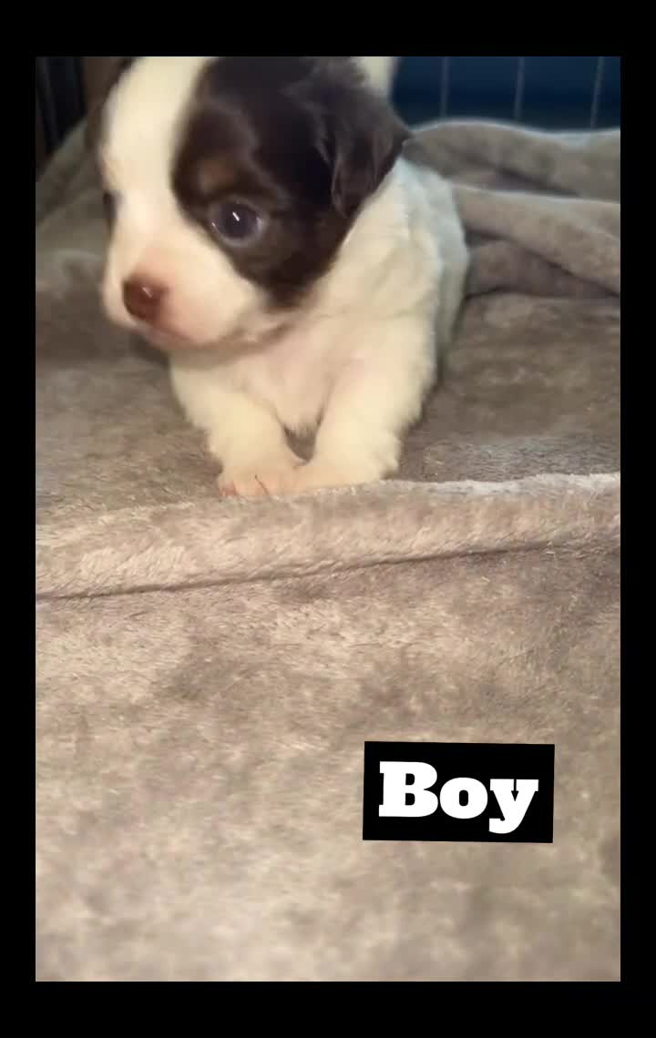 Chihuahua dogs for sale: Two beautiful Chihuahua puppy’s for sale.  - Video 3