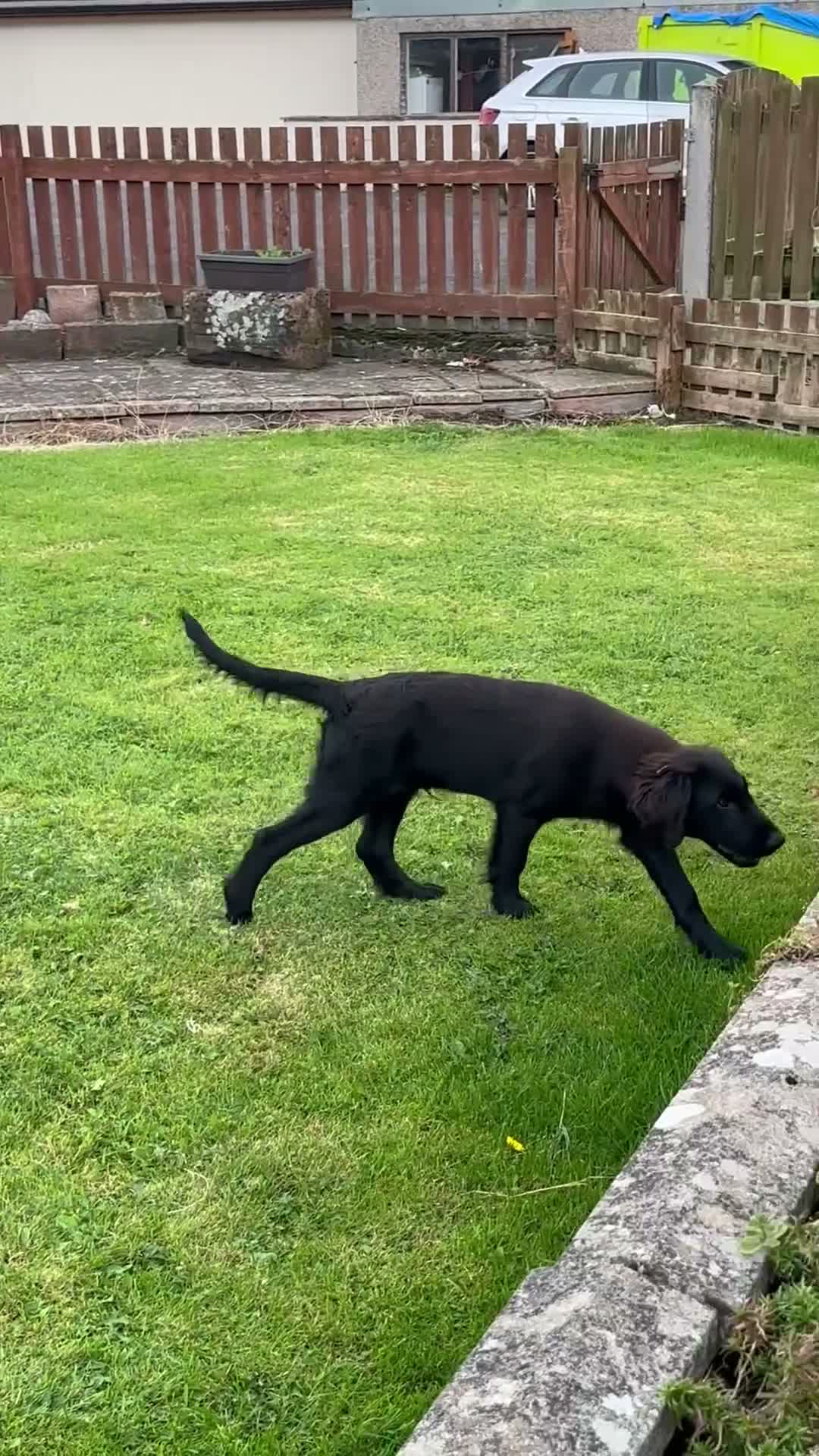 Flat coated Retriever dogs for sale: Two stunning black Flatcoats puppies for sale  - Video 2