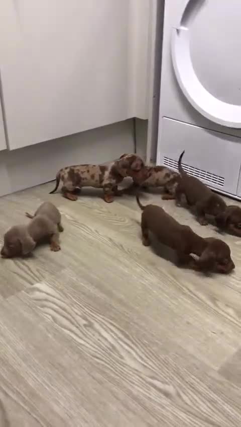 Dachshund dogs for sale: Miniature dachunds - Video 3