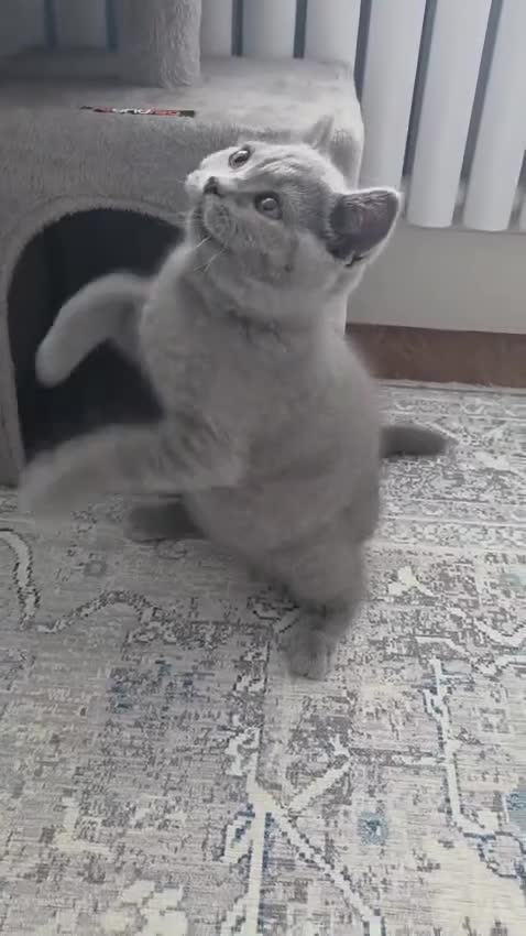 British Shorthair cats for sale: Blue British Shorthair ✨ chunky teddy bear kittens - Video 3