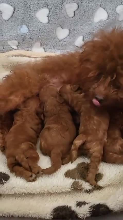 Poodle dogs for sale: Gorgeous Asian Toy Poodles in Sunderland - Video 1