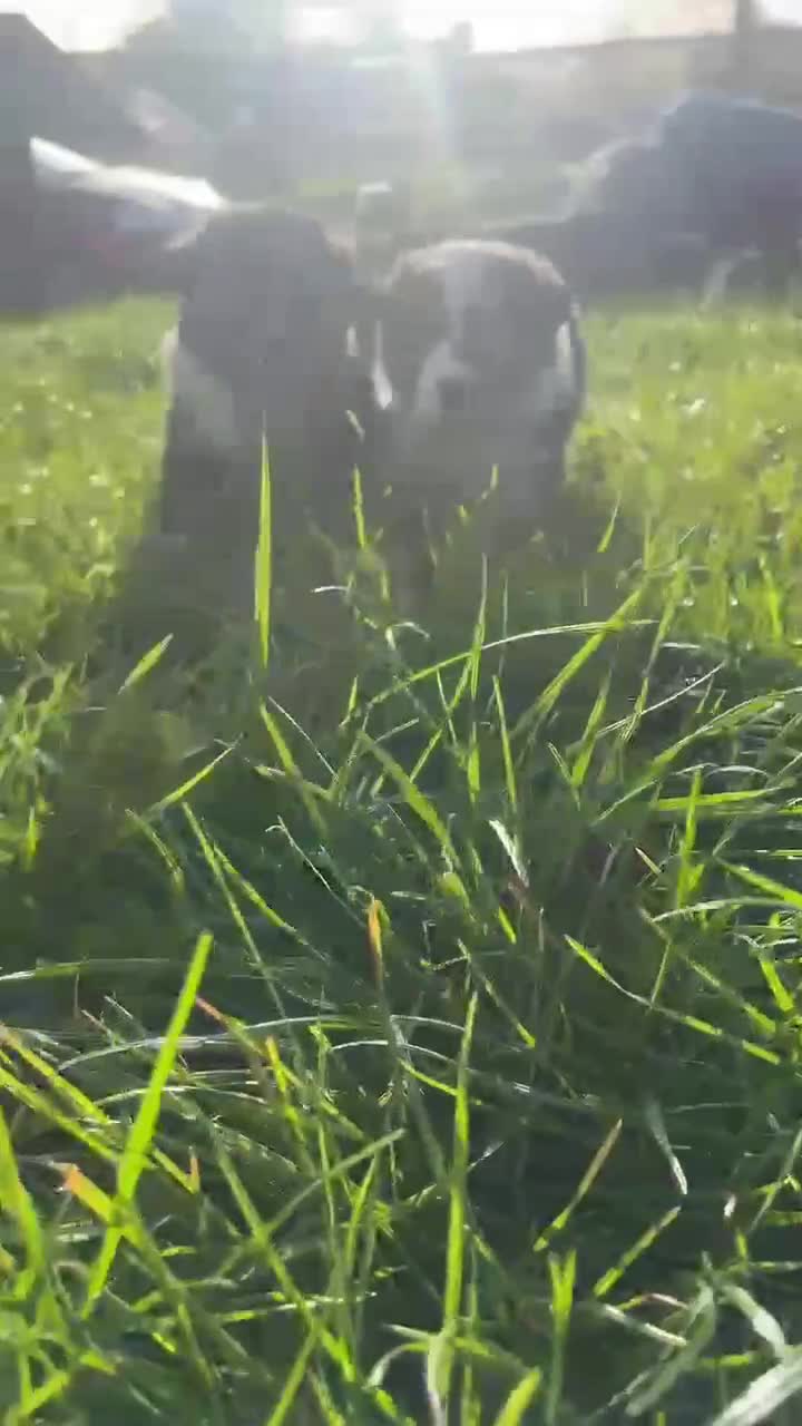 Welsh Collie dogs for sale: Welsh Sheepdog Puppies in Bodmin - Video 1