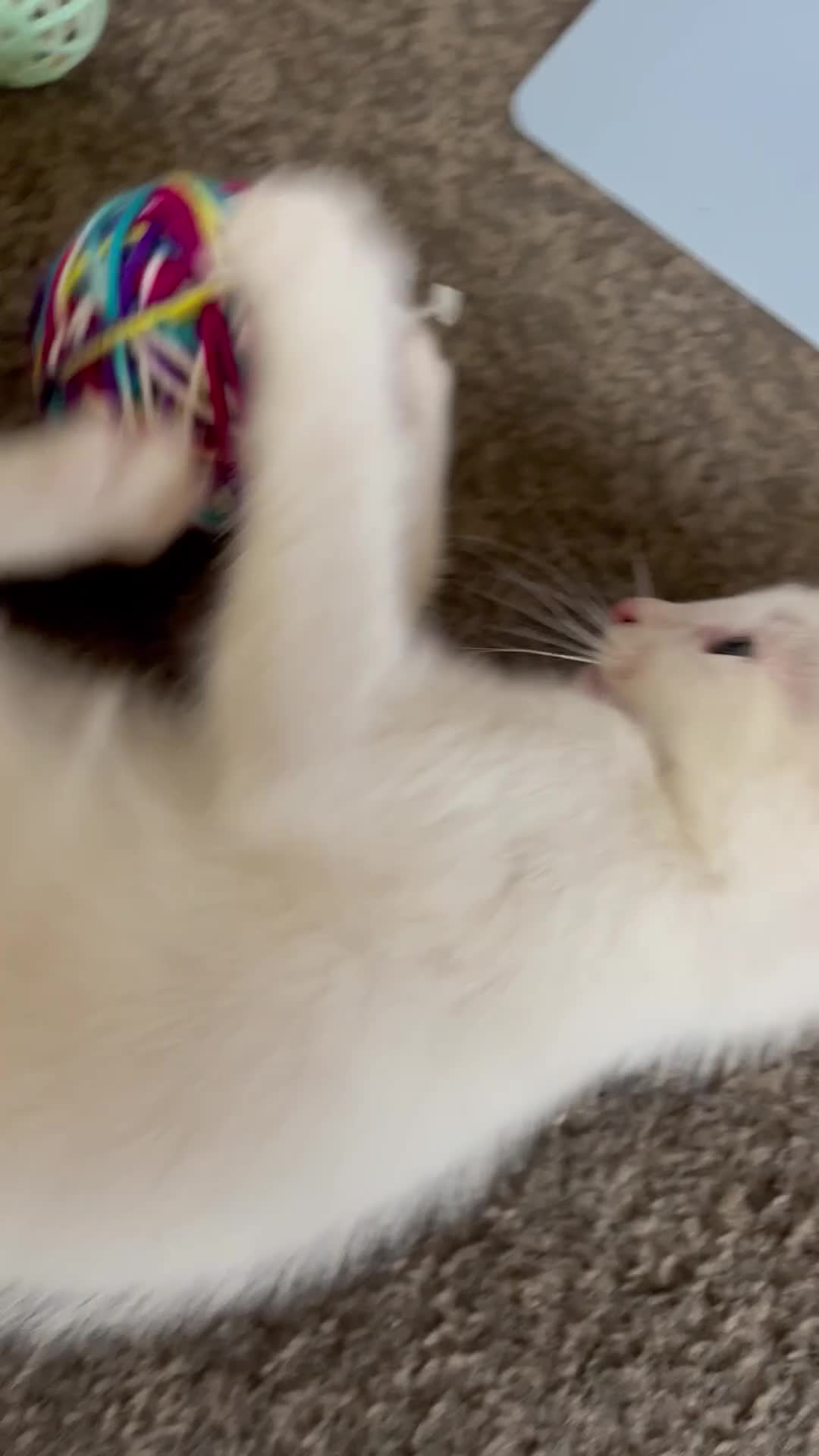 Mixed Breed cats for sale: Adorable kittens for new home  - Video 1