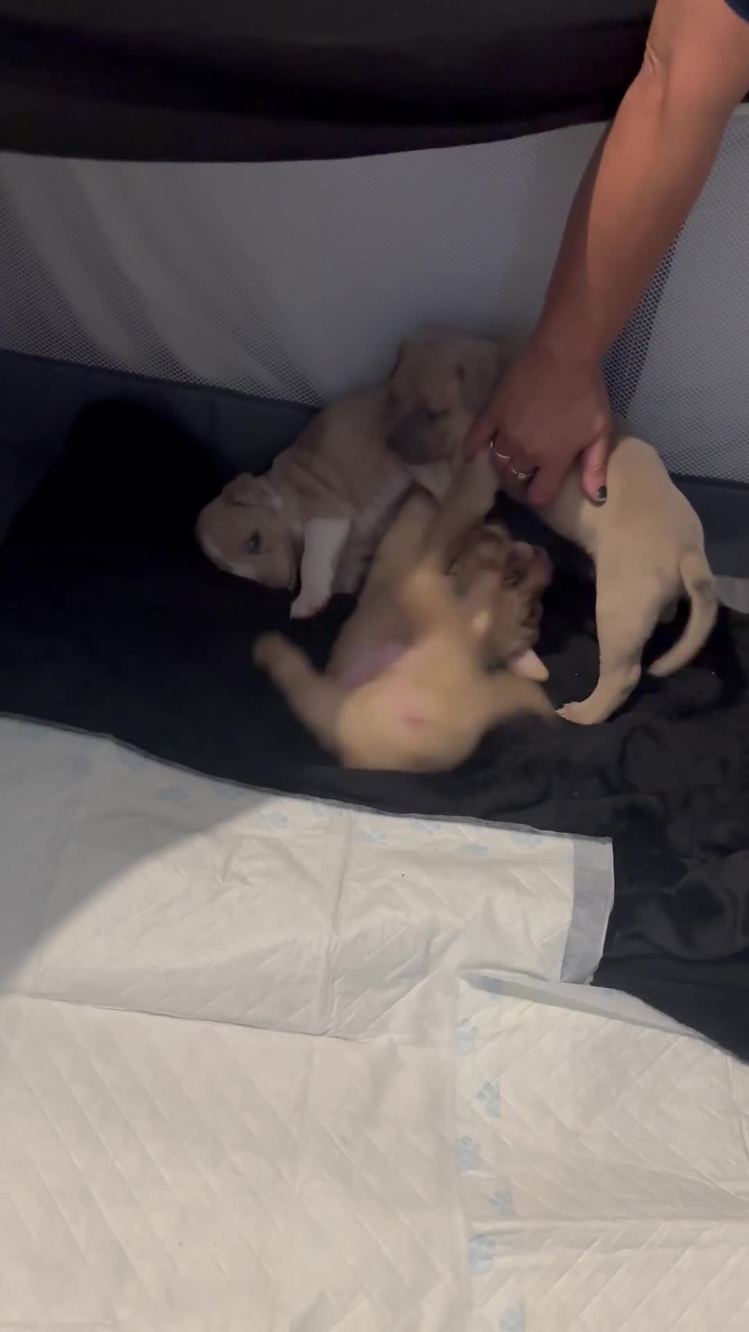 American Bully dogs for sale: Pocket bully pups ready for they forever home  - Video 3