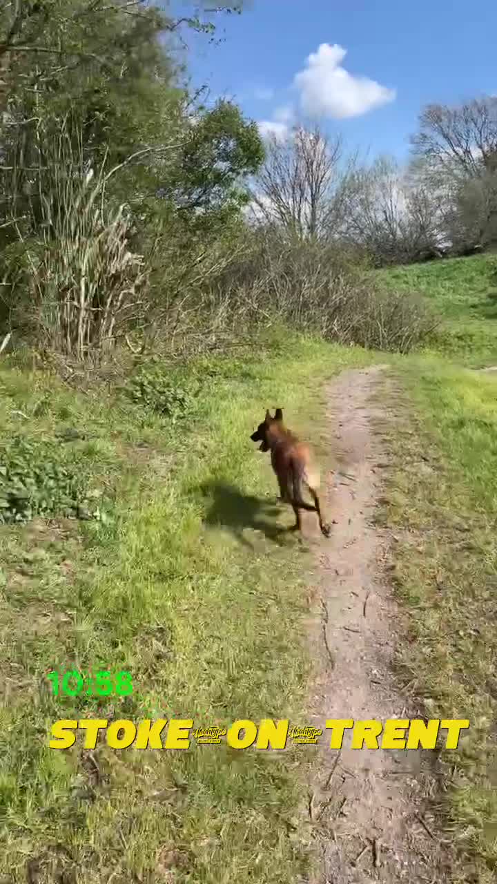Belgian Shepherd Dog dogs for sale: 7 MONTH OLD MALE BELGIAN MALINOIS in Stoke-on-Trent - Video 1