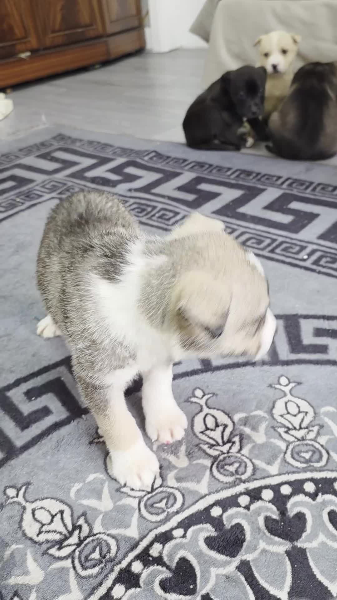 Mixed Breed dogs for sale: Siberian husky puppies  - Video 1