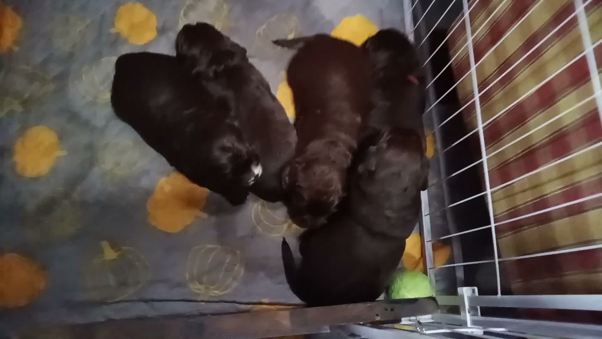 Sprocker dogs for sale: Sproker spaniel pups  - Video 4