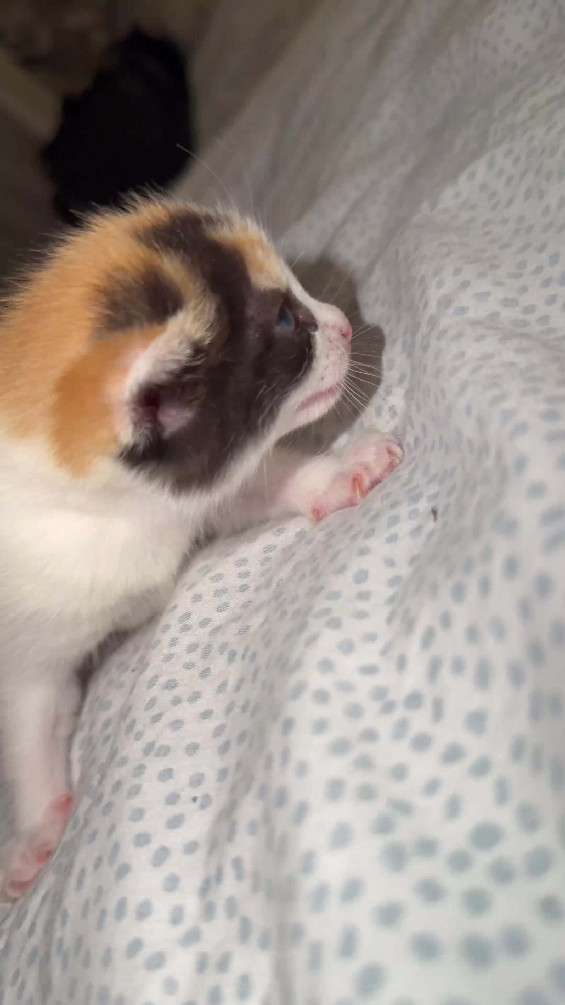 Ragdoll cats for sale: Ragdoll kittens for sale  - Video 3
