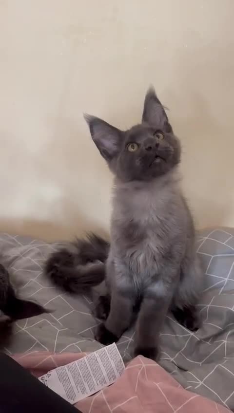 Maine Coon cats for sale: 25% OFF PURE MAINE COONS FROM CHAMPION BLOODLINE! - Video 1